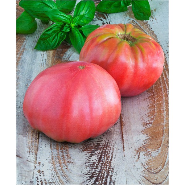 slide 4 of 5, Bonnie Plants Tomato - Pink Brandywine, 19.3 oz