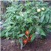 slide 3 of 9, Bonnie Plants  Tomato Bush Goliath, 19.3 oz