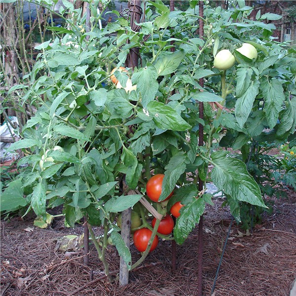 slide 5 of 9, Bonnie Plants  Tomato Bush Goliath, 19.3 oz