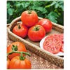 slide 3 of 5, Bonnie Plants Tomato - Super Fanatastic, 19.3 oz