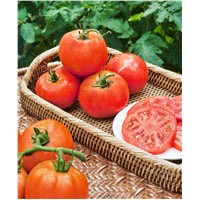 slide 5 of 5, Bonnie Plants Tomato - Super Fanatastic, 19.3 oz