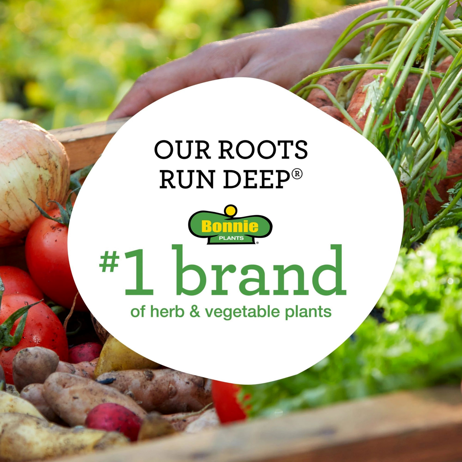 slide 3 of 5, Corn-Peaches & Cream, 1 ct