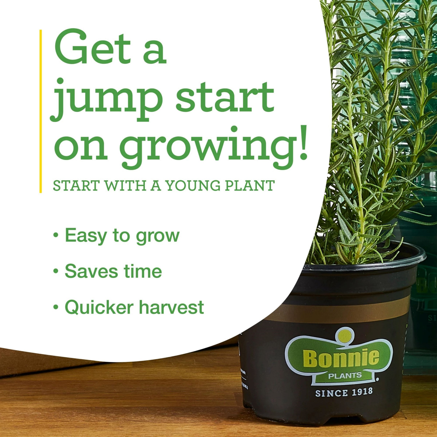 slide 4 of 5, Corn-Peaches & Cream, 1 ct