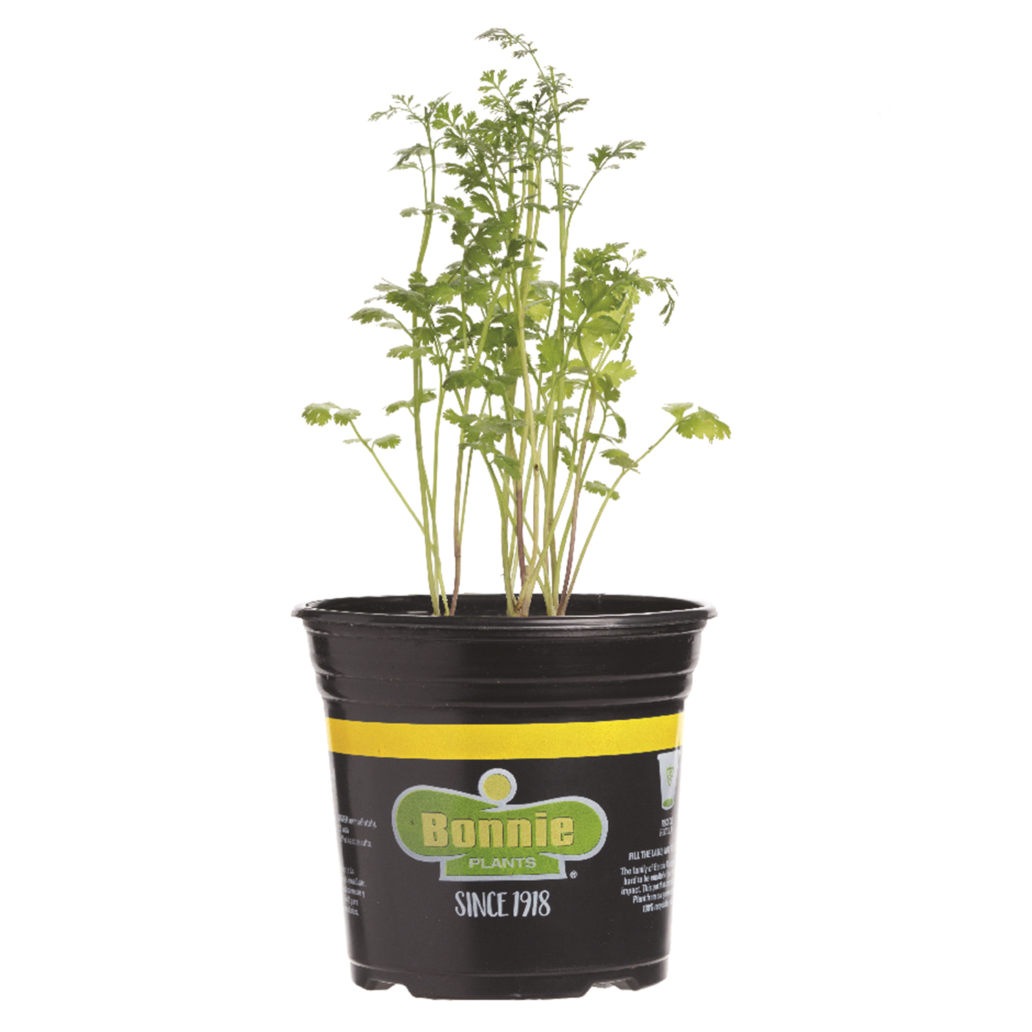 slide 1 of 1, Curve Bonnie Cilantro Gallon, 2.32 qt