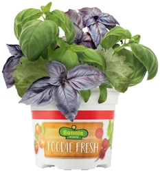 Bonnie Plants Bonnie Foodie Fresh Chefs Trio Basil