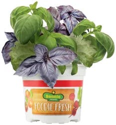 Bonnie Plants Bonnie Foodie Fresh Chefs Trio Basil
