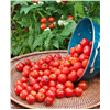 slide 6 of 13, Bonnie Plants Organic 4" Tomato - Husky Cherry, 2.5 oz