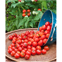slide 10 of 13, Bonnie Plants Organic 4" Tomato - Husky Cherry, 2.5 oz
