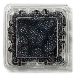 Driscoll's Organic Blackberries