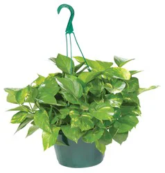 H-E-B Texas Backyard Pothos Hanging Basket
