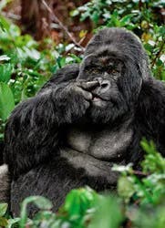 Avanti Birthday Card - Gorilla Picking Nose