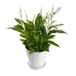 Spathiphyllum - 8 In