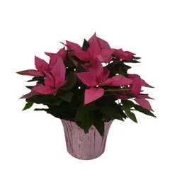 Floral & Vine Princess Poinsettia Designer, 6.5"