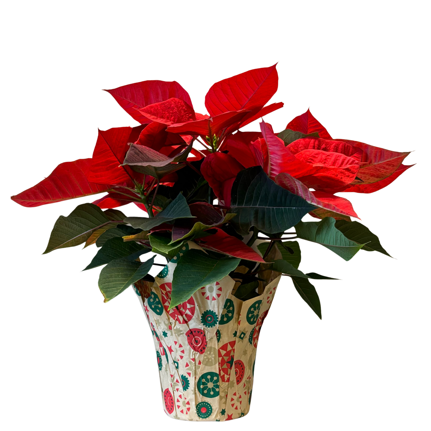 slide 1 of 1, Floral & Vine Poinsettia, 4.5", 4.5 in