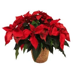 Floral & Vine Poinsettia, 8"