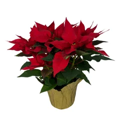 Floral & Vine Red Poinsettia, 6.5"