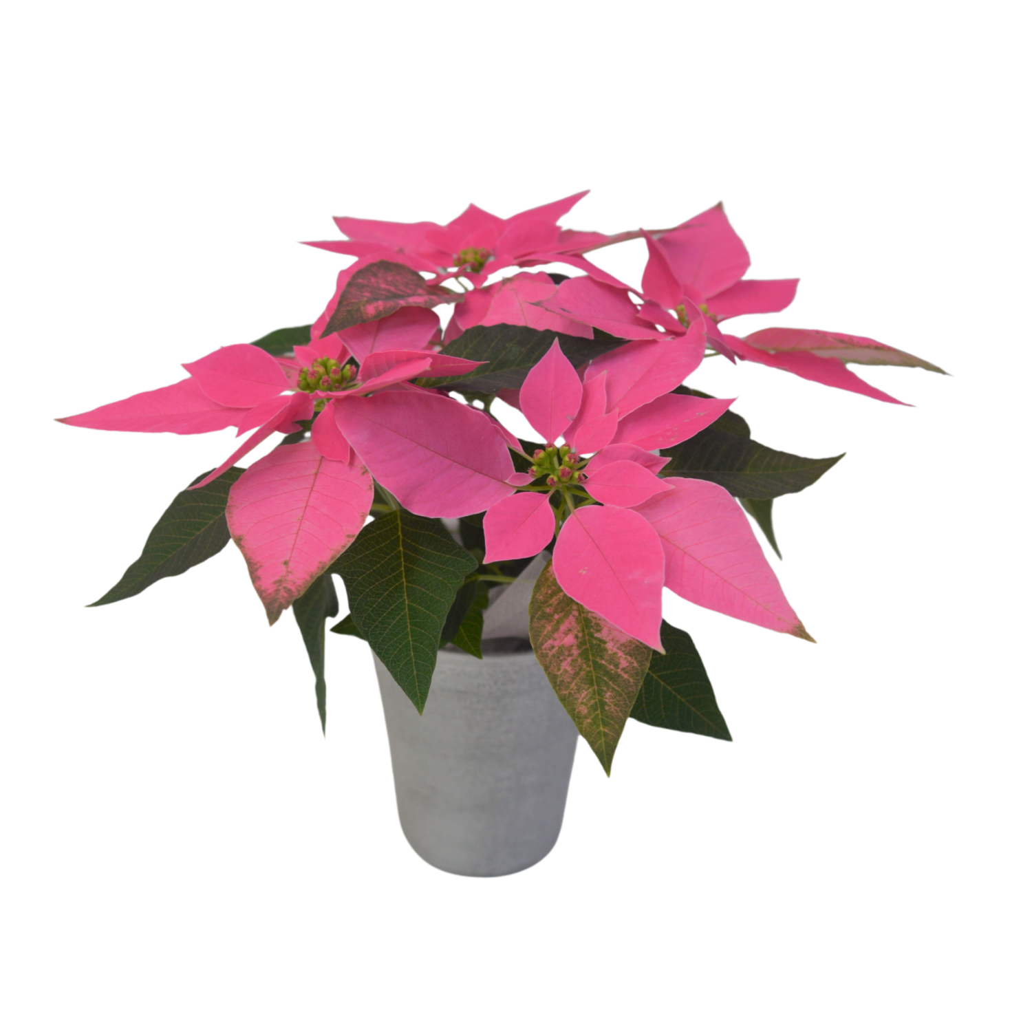 slide 1 of 1, Floral & Vine Princess Poinsettia Designer, 4.5", 4.5 in