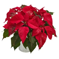 Floral & Vine Glitter Poinsettia, 6.5"