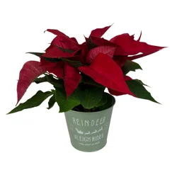 Floral & Vine Designer Poinsettia, 4.5"