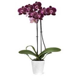 Floral & Vine Multi-Spike Orchid, 5"