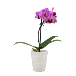 Floral & Vine Orchid, 2.35"