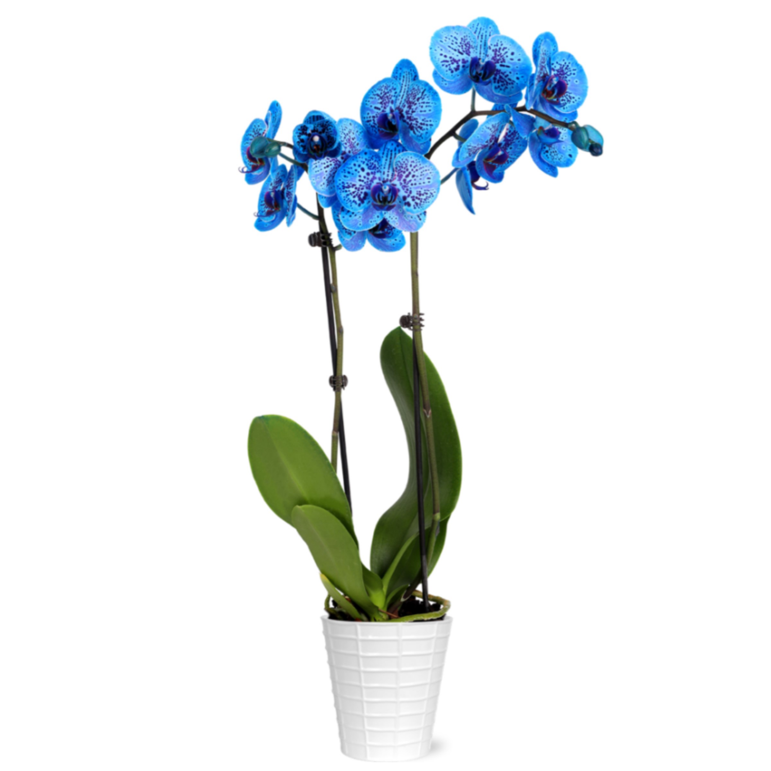 slide 2 of 5, Floral & Vine Kaleidoscope Orchid, 5", 5 in