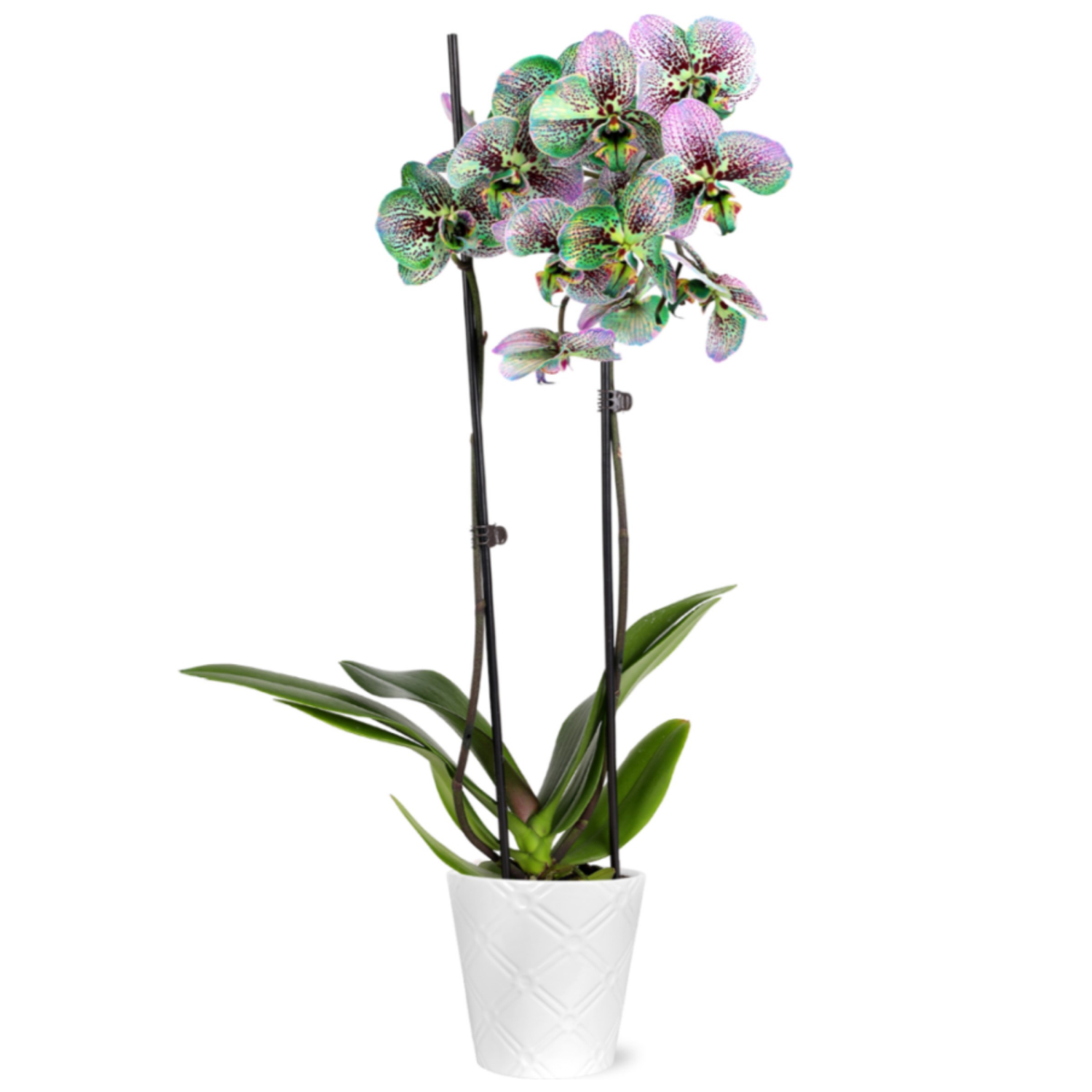 slide 3 of 5, Floral & Vine Kaleidoscope Orchid, 5", 5 in