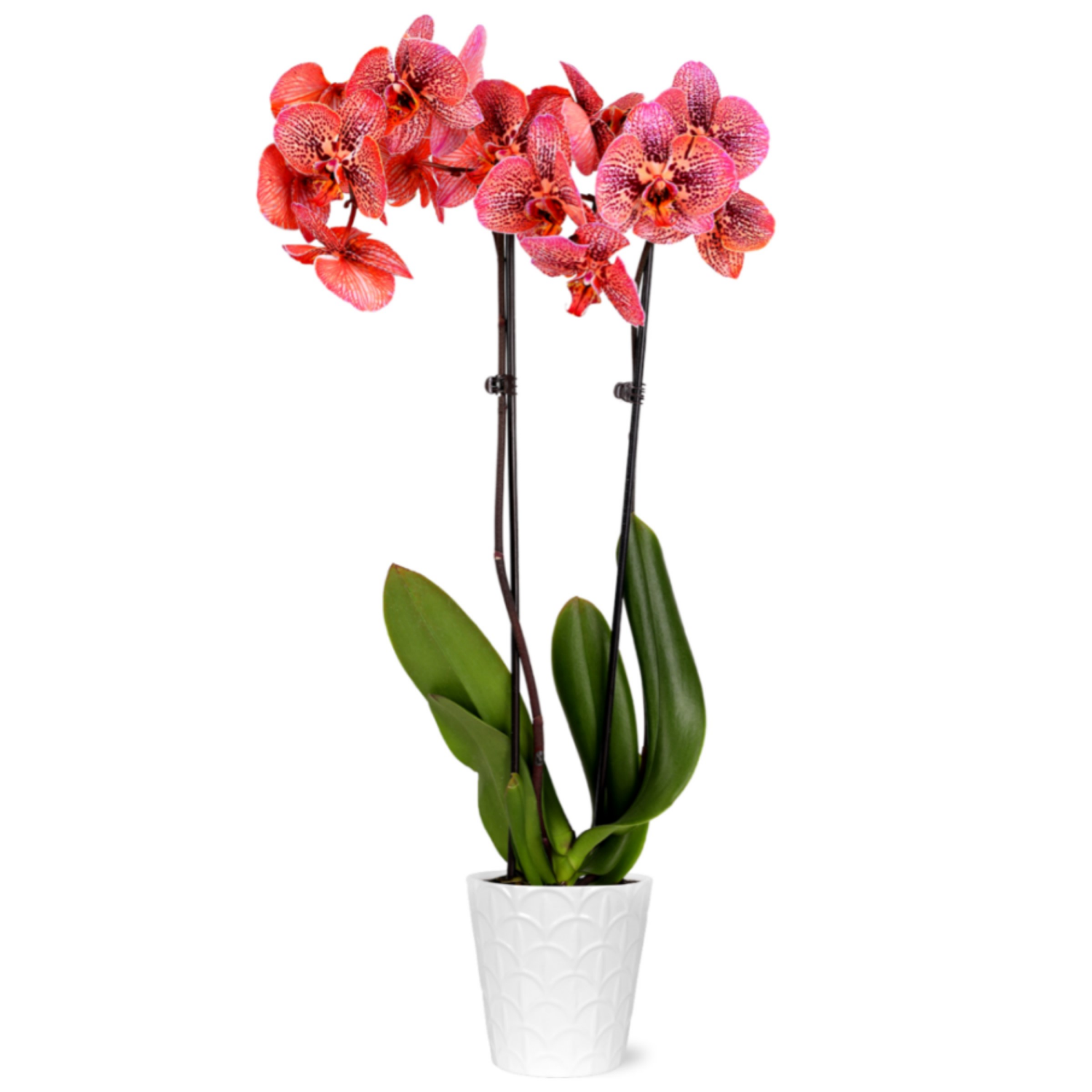 slide 4 of 5, Floral & Vine Kaleidoscope Orchid, 5", 5 in