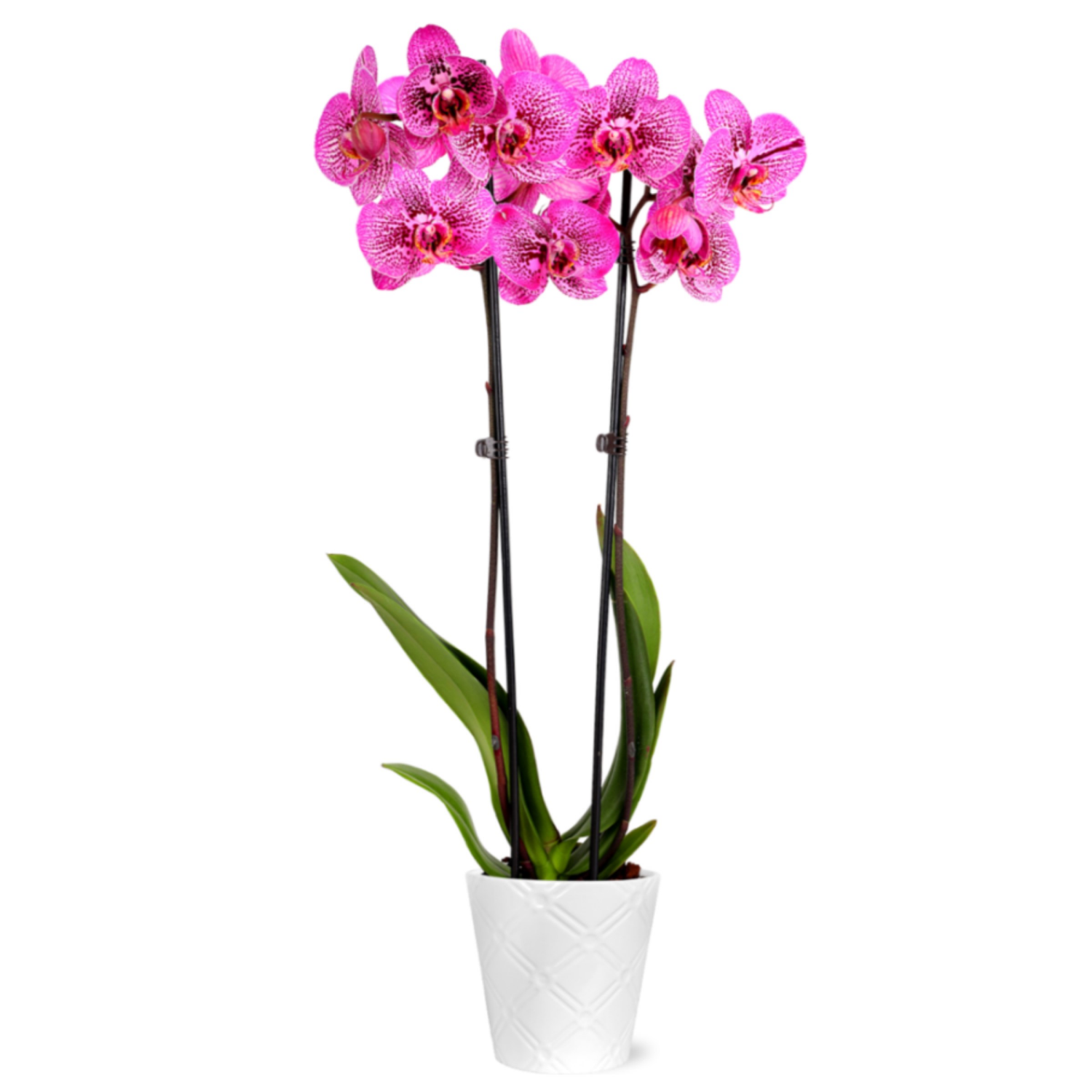 slide 5 of 5, Floral & Vine Kaleidoscope Orchid, 5", 5 in