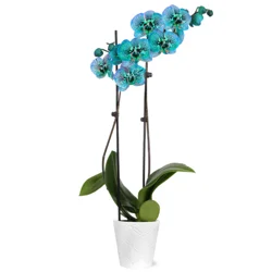 Floral & Vine Kaleidoscope Orchid, 5"