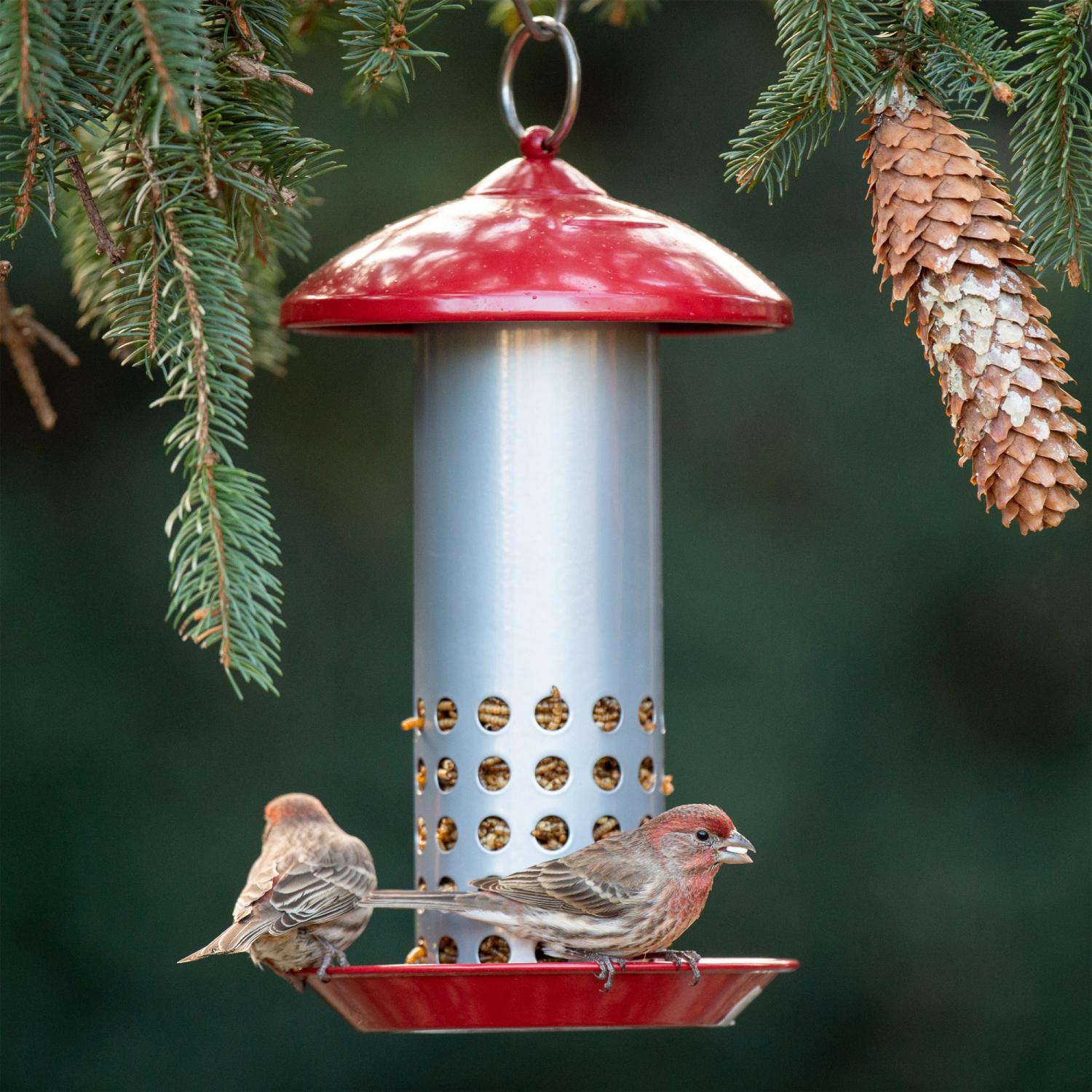 slide 4 of 5, Snacks N Treats Tube Feeder, 1.5 lb