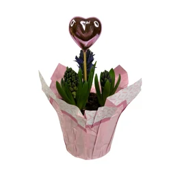 FLORAL & VINE Floral And Vine Holiday Hyacinth Bulb, 6"