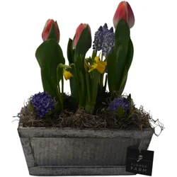 FLORAL & VINE Floral And Vine Designer Bulb, 10x6