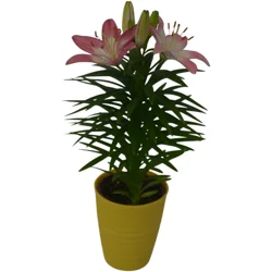 FLORAL & VINE Floral And Vine Lily Asiatic, 5"