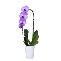 Floral & Vine Confetti Swan Orchid, 5"