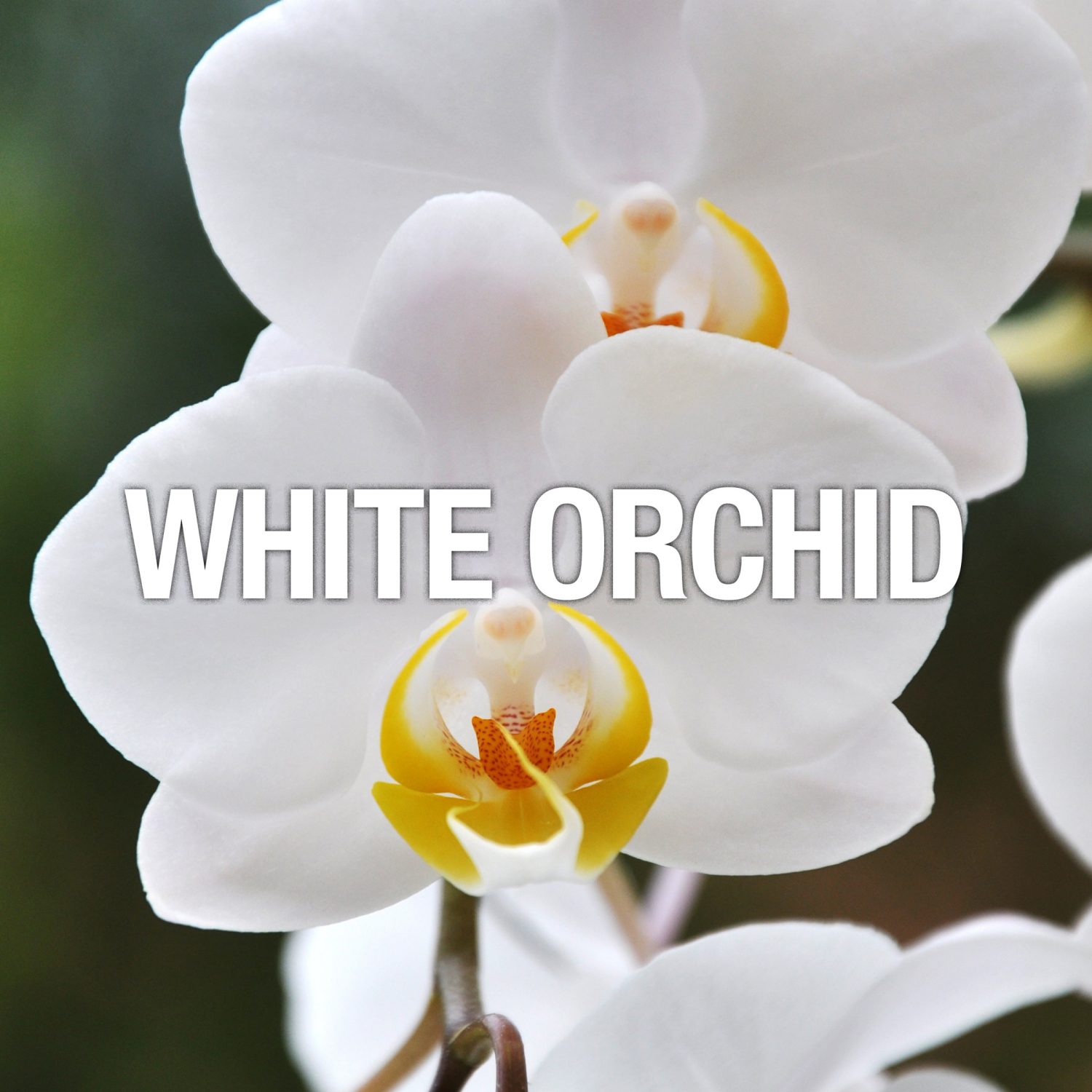 slide 7 of 8, Curve Crush Womens 4pc Bath Set, 4 ct