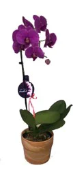 6 inch Orchid