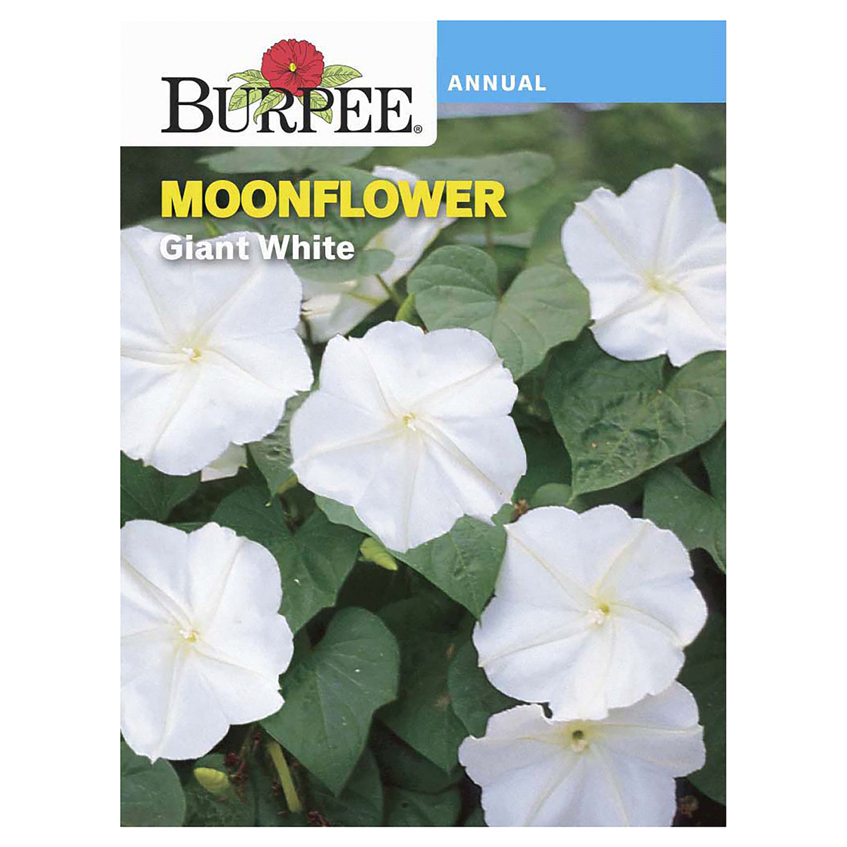 slide 1 of 5, Burpee Moonflower Giant White Seeds, 1 ct