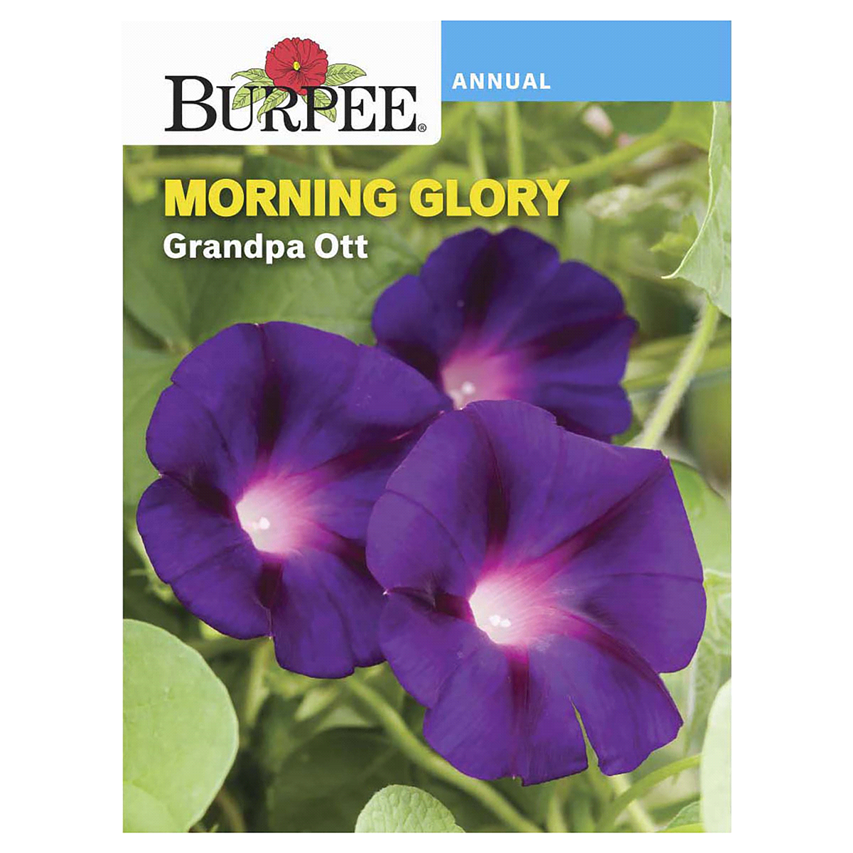 slide 1 of 5, Burpee Morning Glory Granpa Ott Seeds, 1 ct