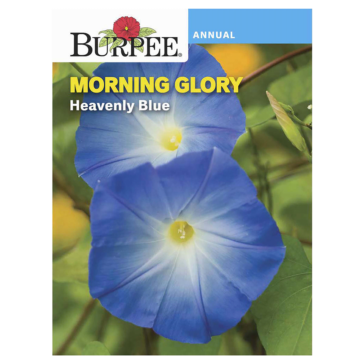 slide 1 of 5, Burpee Morning Glory Heavenly Blue Flower Seed Packet, 1 ct