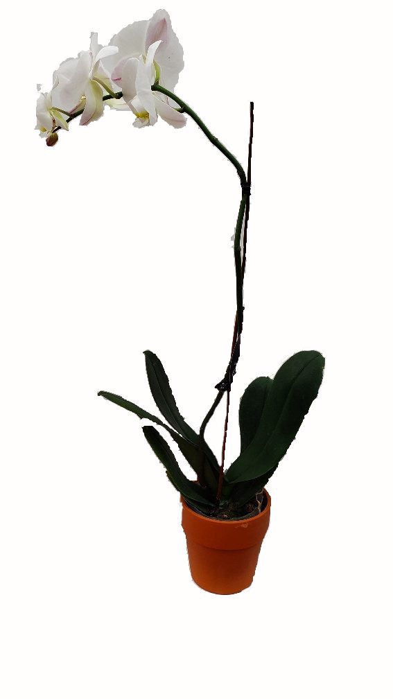 slide 1 of 1, 5" Orchid, 5 in