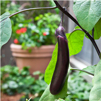 slide 3 of 9, Bonnie Plants  Eggplant Ichiban, 19.3 oz