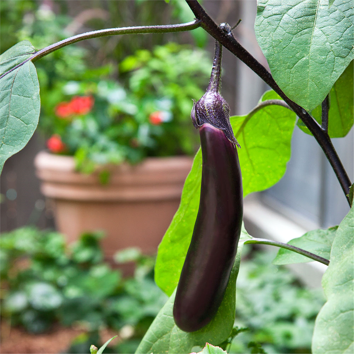 slide 5 of 9, Bonnie Plants  Eggplant Ichiban, 19.3 oz