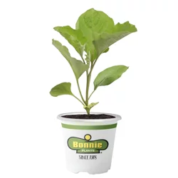 Bonnie Plants Eggplant Ichiban