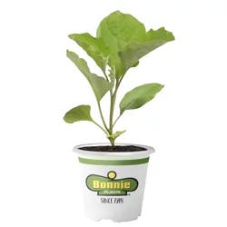 Bonnie Plants Eggplant Ichiban