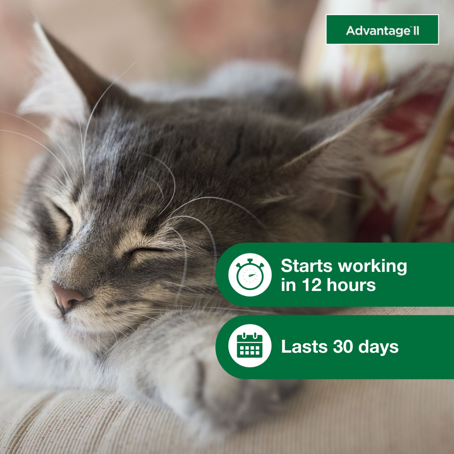 slide 3 of 7, advantage Bayer Advantage II Topical Flea Prevention and Treatment - Small Cats, 4 ct