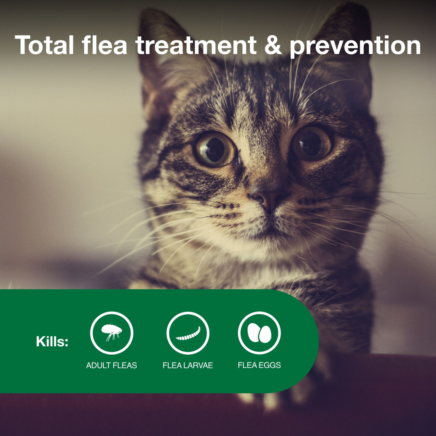 slide 4 of 7, advantage Bayer Advantage II Topical Flea Prevention and Treatment - Small Cats, 4 ct