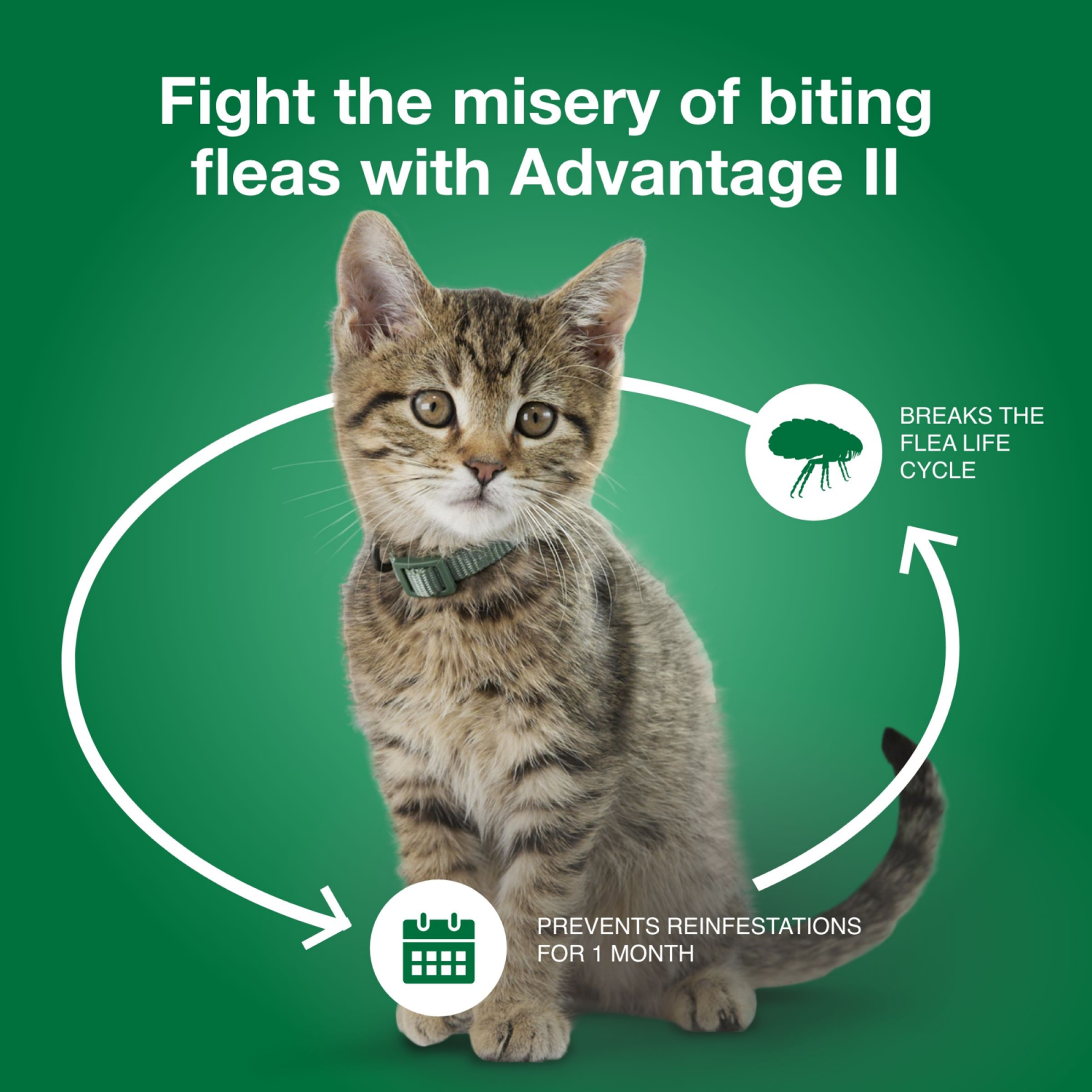 slide 5 of 7, advantage Bayer Advantage II Topical Flea Prevention and Treatment - Small Cats, 4 ct