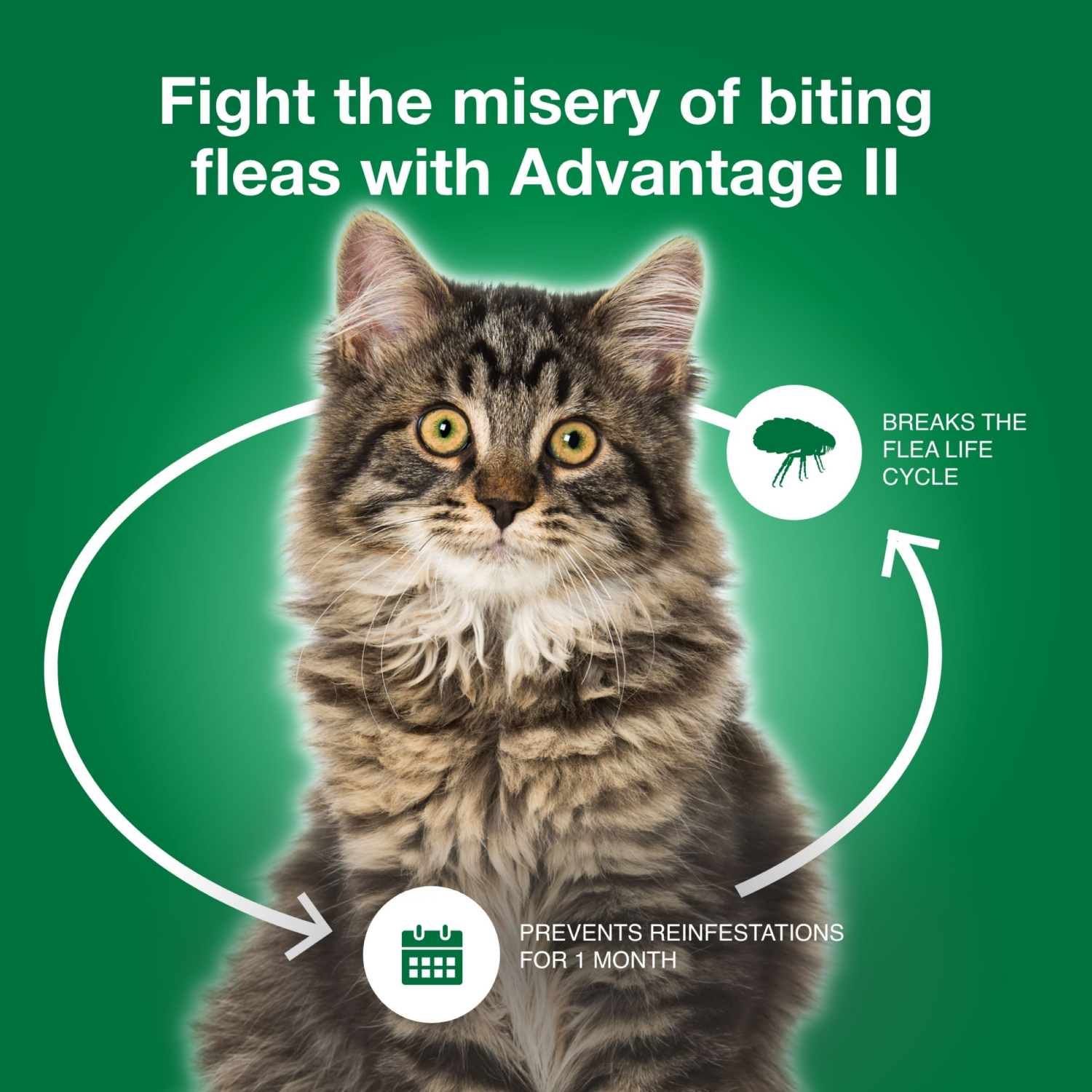 slide 3 of 7, advantage Bayer Advantage II Topical Flea Prevention and Treatment - Large Cats - 4pk, 4 ct