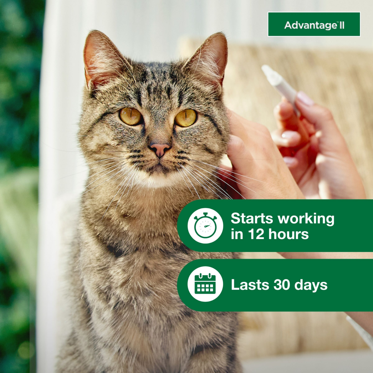 slide 7 of 7, advantage Bayer Advantage II Topical Flea Prevention and Treatment - Large Cats - 4pk, 4 ct